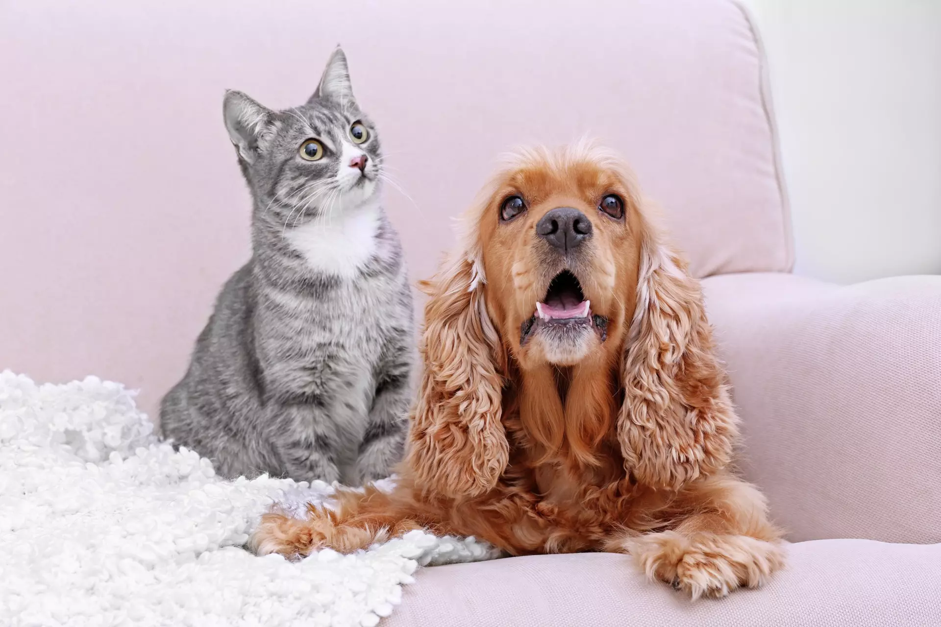 Veterinarian in Houston, TX